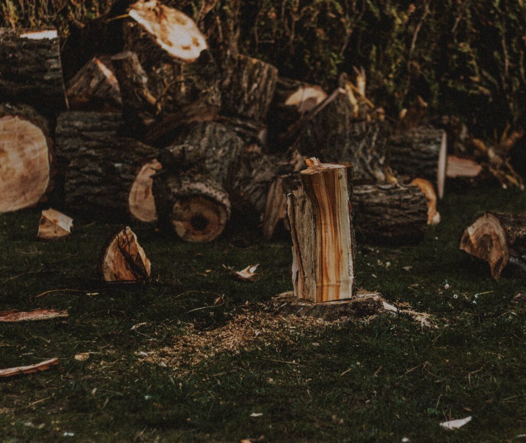 Heap of cut wood with dry and rugged bark on lawn with sawdust in daylight